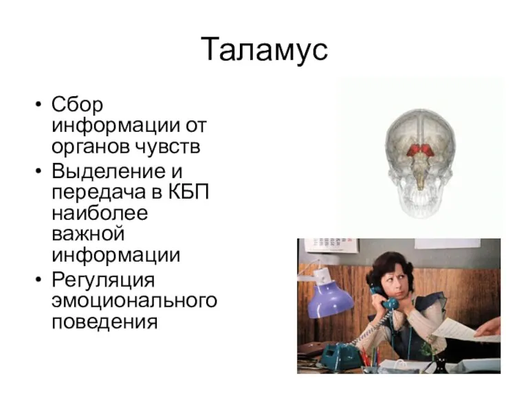 Таламус Сбор информации от органов чувств Выделение и передача в КБП наиболее