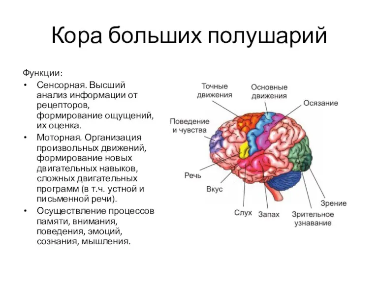 Кора больших полушарий Функции: Сенсорная. Высший анализ информации от рецепторов, формирование ощущений,