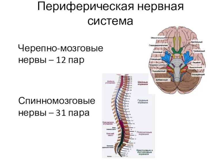 Периферическая нервная система Черепно-мозговые нервы – 12 пар Спинномозговые нервы – 31 пара