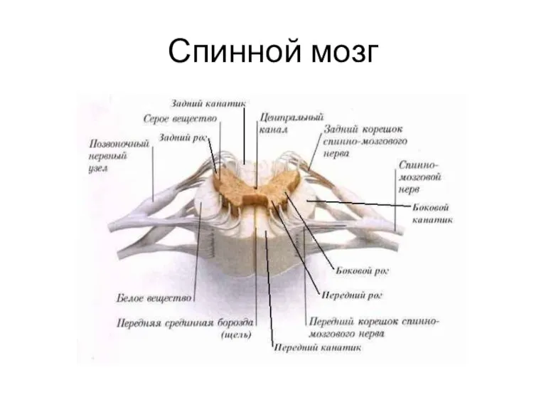 Спинной мозг