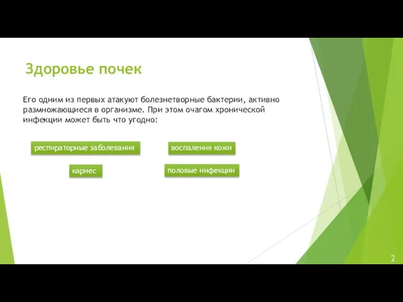 Здоровье почек Его одним из первых атакуют болезнетворные бактерии, активно размножающиеся в