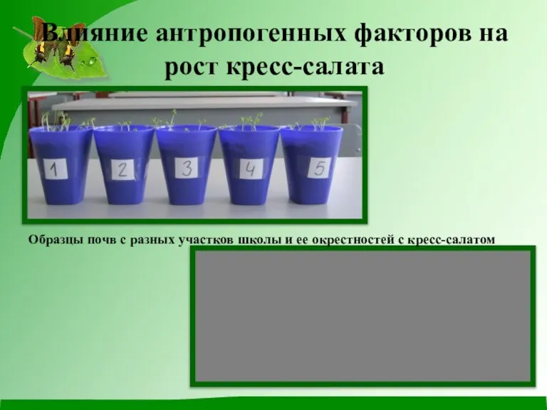 Влияние антропогенных факторов на рост кресс-салата Образцы почв с разных участков школы