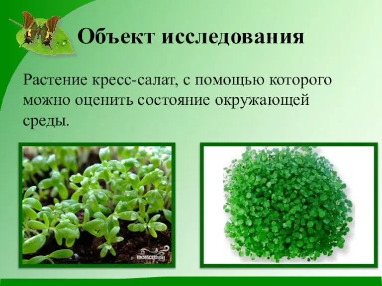 Объект исследования Растение кресс-салат, с помощью которого можно оценить состояние окружающей среды.