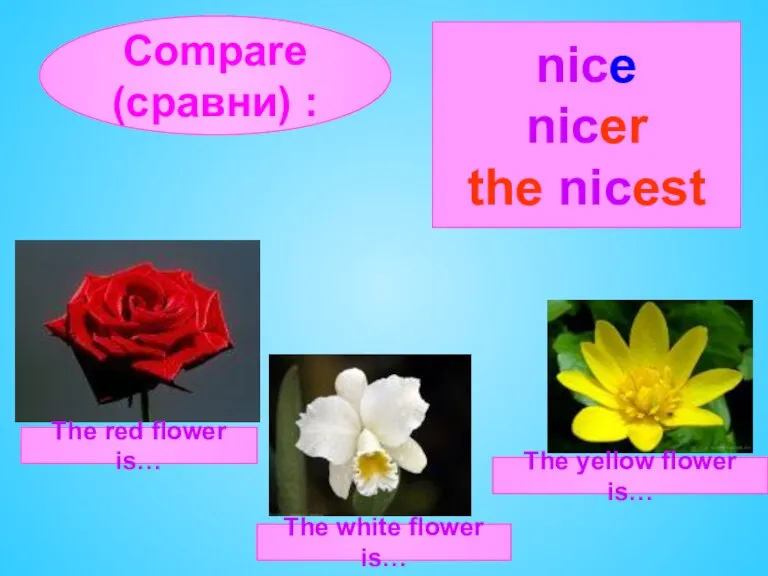 Compare (сравни) : The red flower is… The white flower is… The