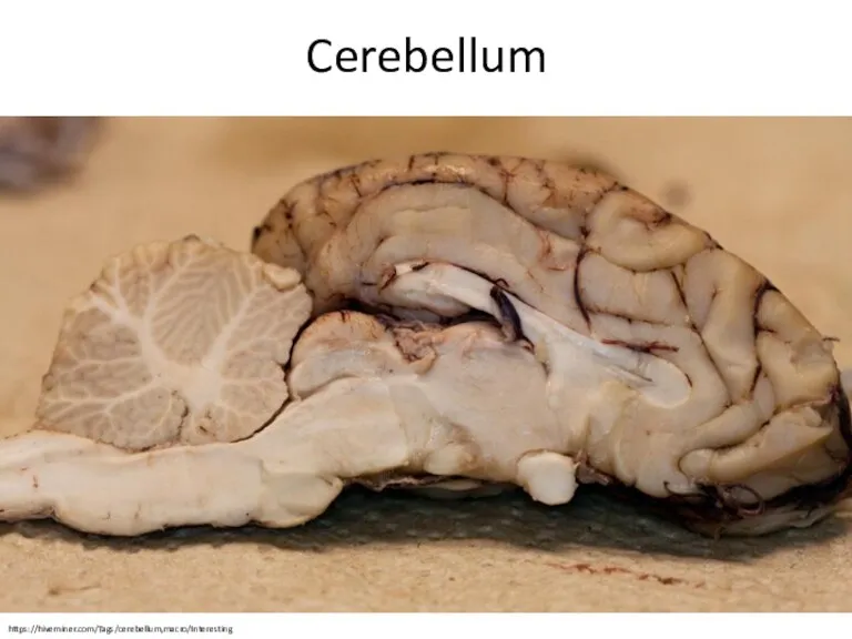 Cerebellum https://hiveminer.com/Tags/cerebellum,macro/Interesting