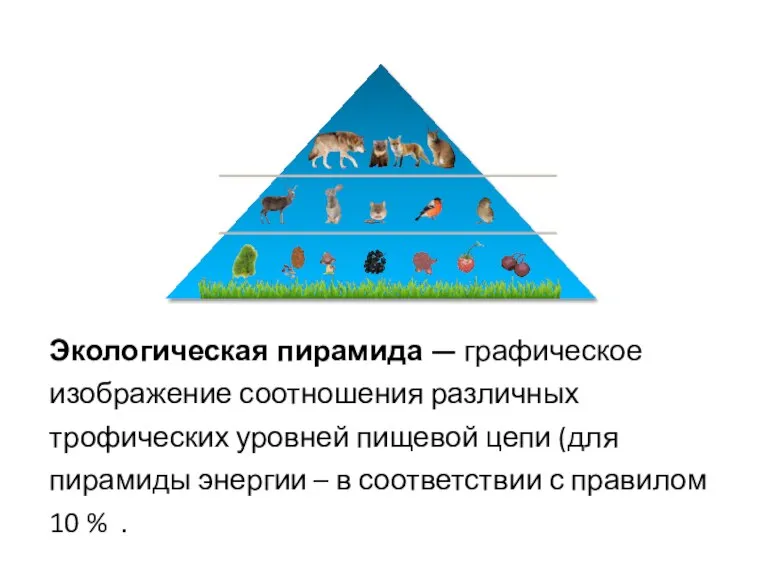 Экологическая пирамида — графическое изображение соотношения различных трофических уровней пищевой цепи (для