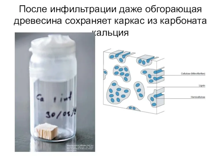 После инфильтрации даже обгорающая древесина сохраняет каркас из карбоната кальция