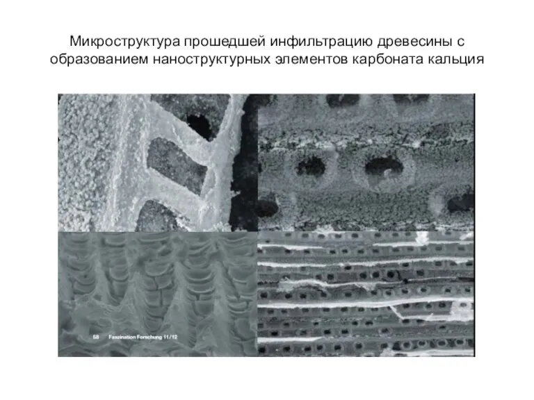 Микроструктура прошедшей инфильтрацию древесины с образованием наноструктурных элементов карбоната кальция