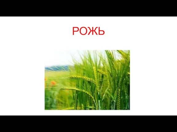 РОЖЬ