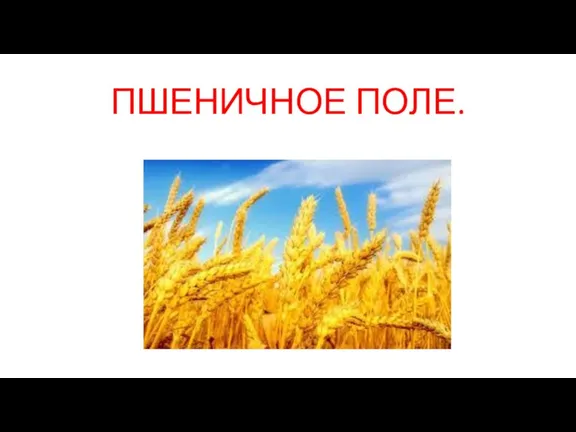 ПШЕНИЧНОЕ ПОЛЕ.