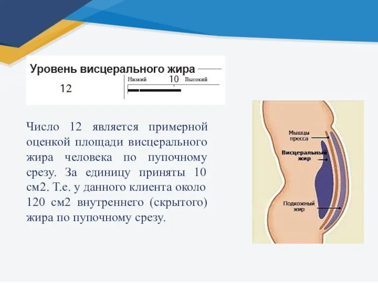 Число 12 является примерной оценкой площади висцерального жира человека по пупочному срезу.