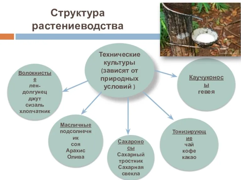 Структура растениеводства Технические культуры (зависят от природных условий ) Волокнистые лен-долгунец джут