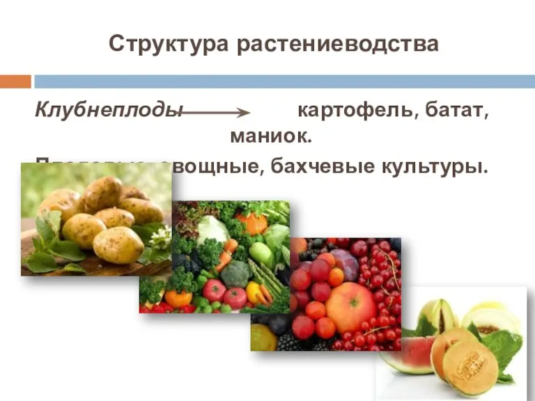Структура растениеводства Клубнеплоды картофель, батат, маниок. Плодовые, овощные, бахчевые культуры.