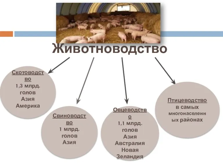 Животноводство Скотоводство 1,3 млрд.голов Азия Америка Свиноводство 1 млрд. голов Азия Овцеводство