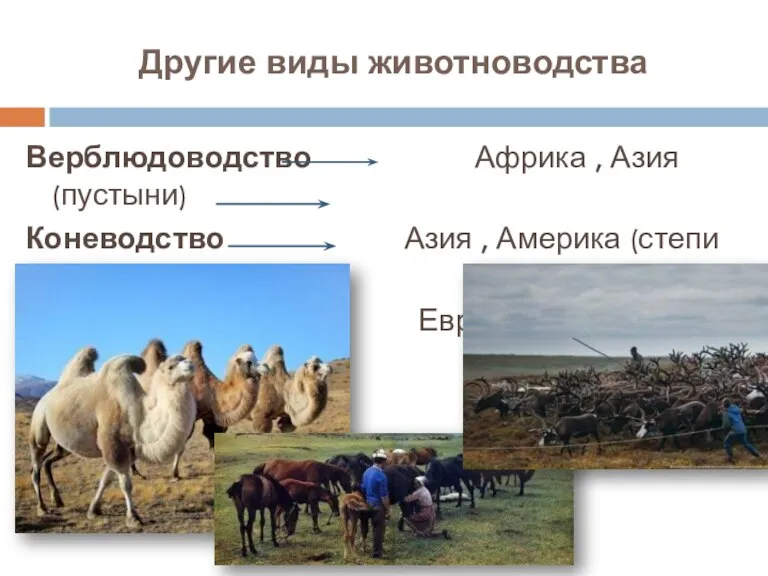 Другие виды животноводства Верблюдоводство Африка , Азия (пустыни) Коневодство Азия , Америка