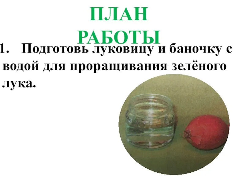 ПЛАН РАБОТЫ Подготовь луковицу и баночку с водой для проращивания зелёного лука.