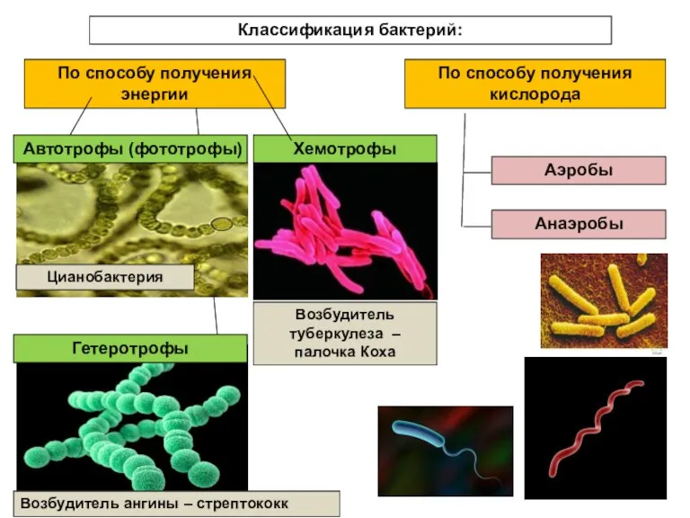 Классификация бактерий: По способу получения энергии По способу получения кислорода Автотрофы (фототрофы)