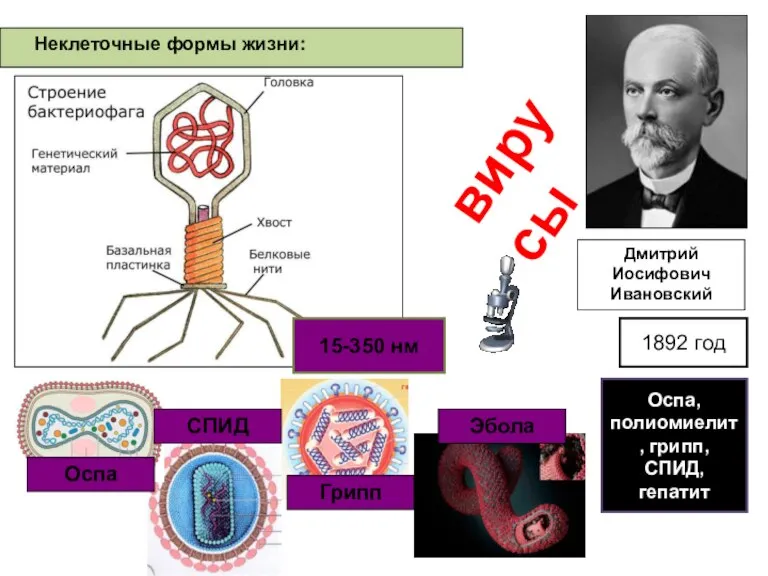 Неклеточные формы жизни: Дмитрий Иосифович Ивановский Грипп СПИД Оспа 15-350 нм Эбола