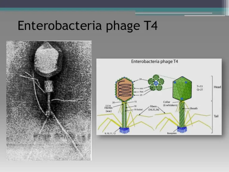 Enterobacteria phage T4