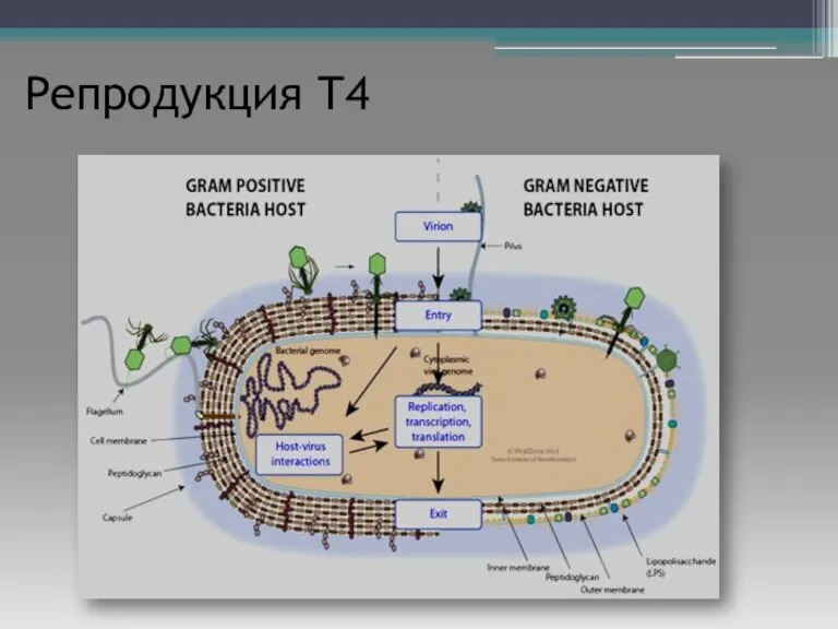 Репродукция Т4