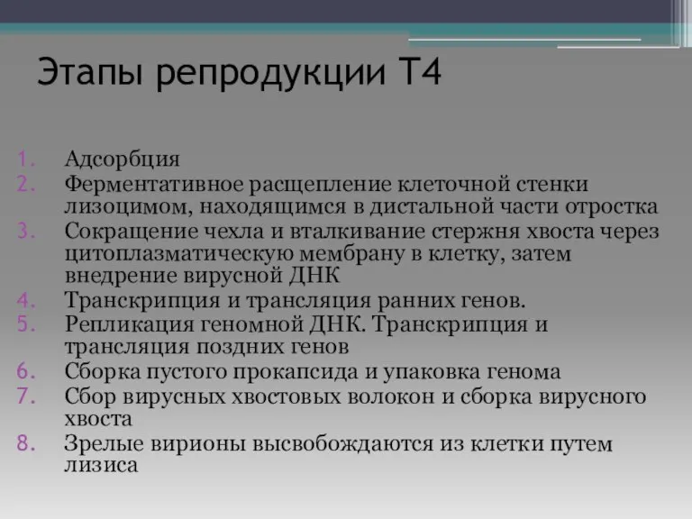 Этапы репродукции Т4 Адсорбция Ферментативное расщепление клеточной стенки лизоцимом, находящимся в дистальной