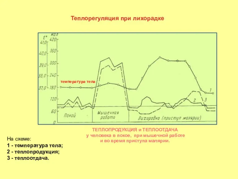 ТЕПЛОПРОДУКЦИЯ и ТЕПЛООТДАЧА у человека в покое, при мышечной работе и во