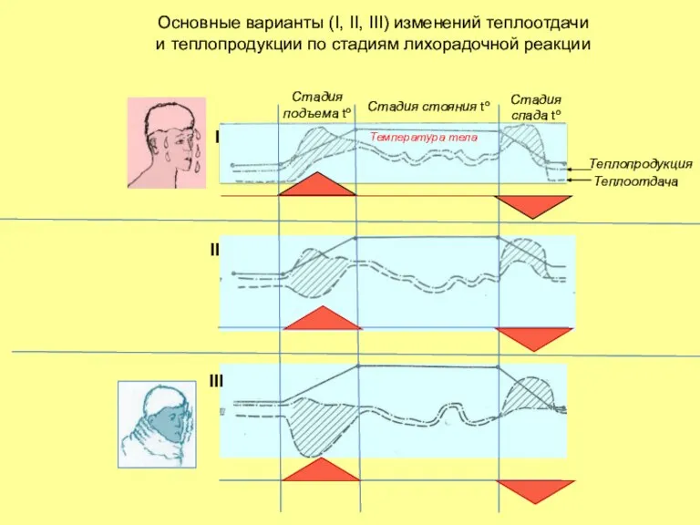 Основные варианты (I, II, III) изменений теплоотдачи и теплопродукции по стадиям лихорадочной