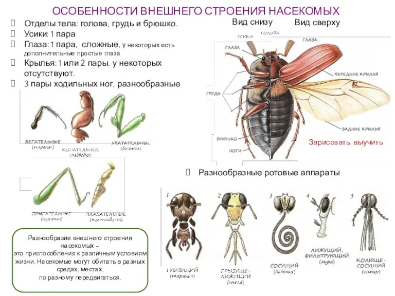 ОСОБЕННОСТИ ВНЕШНЕГО СТРОЕНИЯ НАСЕКОМЫХ Отделы тела: голова, грудь и брюшко. Усики: 1