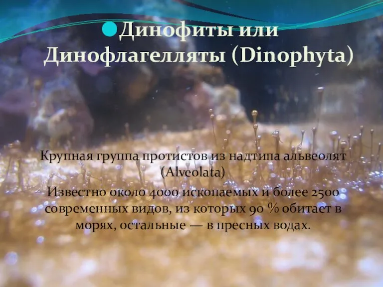 Динофиты или Динофлагелляты (Dinophyta) Крупная группа протистов из надтипа альвеолят (Alveolata) Известно