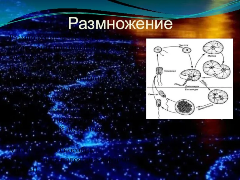 Размножение Размножение чаще всего происходит продольным делением клетки надвое. Бесполое размножение —