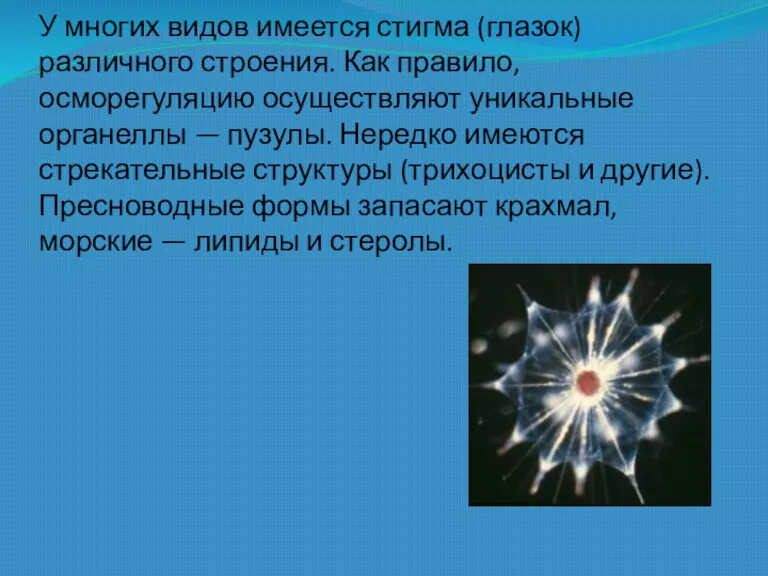 У многих видов имеется стигма (глазок) различного строения. Как правило, осморегуляцию осуществляют