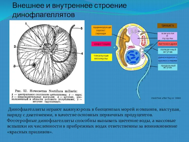 Внешнее и внутреннее строение динофлагеллятов Динофлагелляты играют важную роль в биоценозах морей