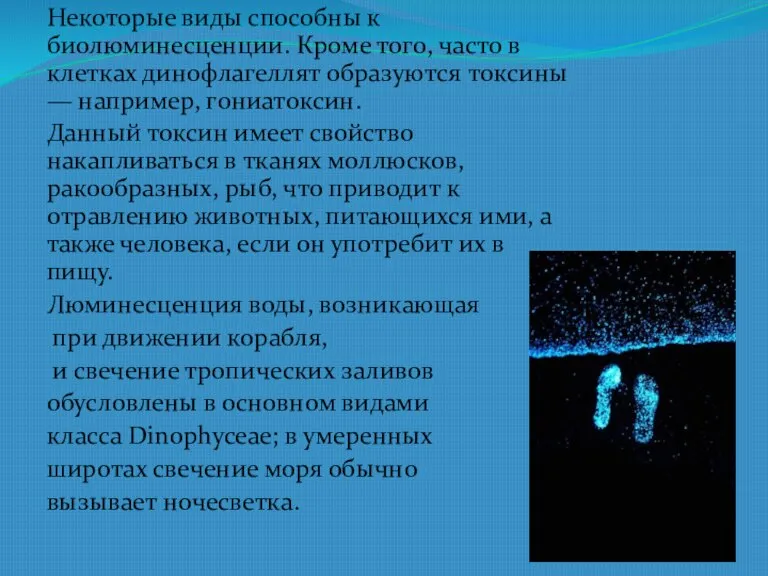 Некоторые виды способны к биолюминесценции. Кроме того, часто в клетках динофлагеллят образуются