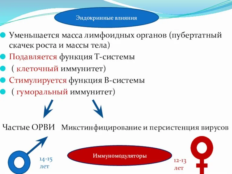 Уменьшается масса лимфоидных органов (пубертатный скачек роста и массы тела) Подавляется функция