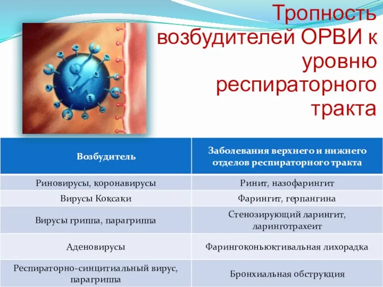 Тропность возбудителей ОРВИ к уровню респираторного тракта