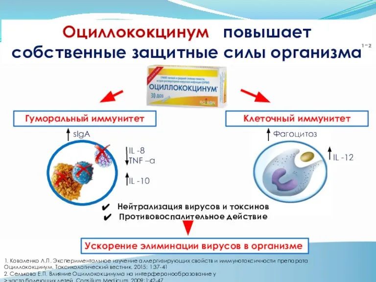 Оциллококцинум повышает собственные защитные силы организма Клеточный иммунитет Гуморальный иммунитет Фагоцитоз sIgA