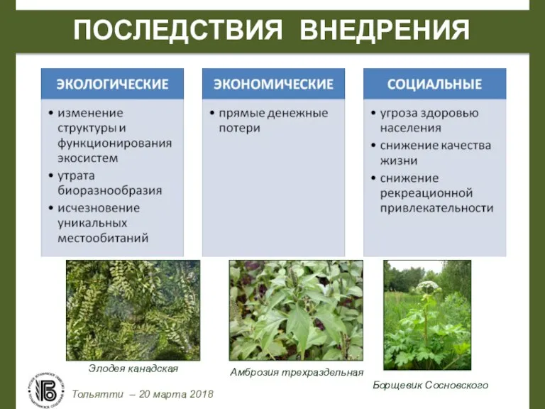 ПОСЛЕДСТВИЯ ВНЕДРЕНИЯ Тольятти – 20 марта 2018 Элодея канадская Амброзия трехраздельная Борщевик Сосновского