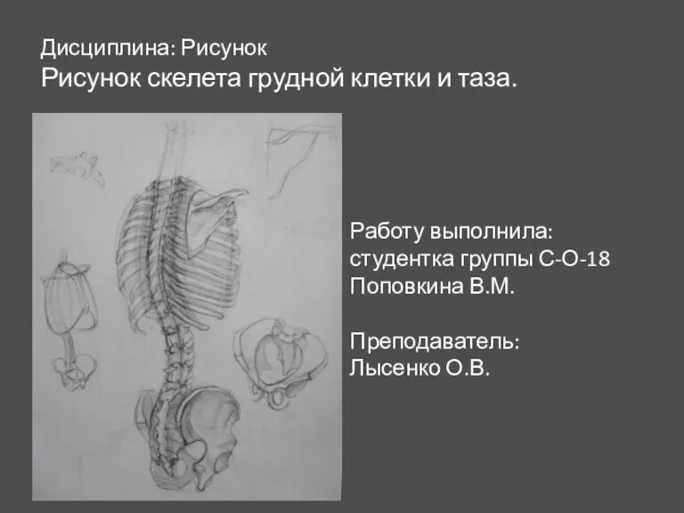 Дисциплина: Рисунок Рисунок скелета грудной клетки и таза. Работу выполнила: студентка группы