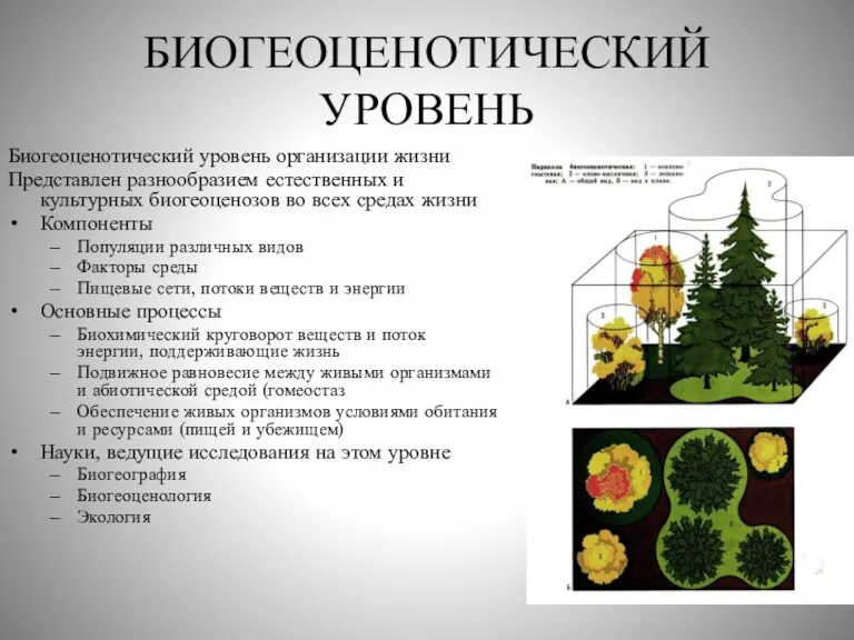 БИОГЕОЦЕНОТИЧЕСКИЙ УРОВЕНЬ Биогеоценотический уровень организации жизни Представлен разнообразием естественных и культурных биогеоценозов