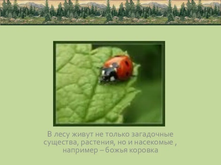 В лесу живут не только загадочные существа, растения, но и насекомые , например – божья коровка