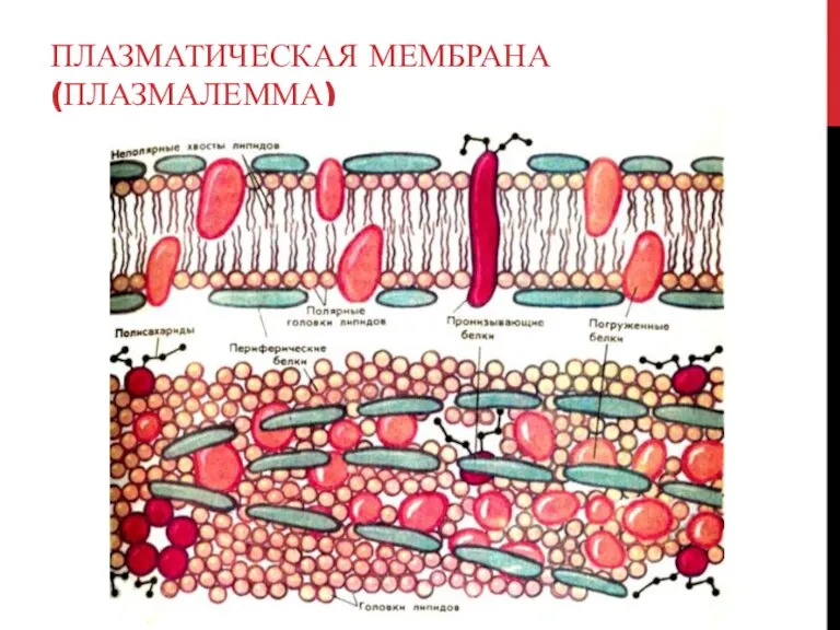 ПЛАЗМАТИЧЕСКАЯ МЕМБРАНА (ПЛАЗМАЛЕММА)