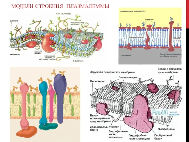 МОДЕЛИ СТРОЕНИЯ ПЛАЗМАЛЕММЫ