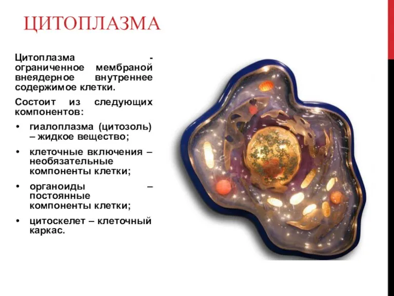 ЦИТОПЛАЗМА Цитоплазма - ограниченное мембраной внеядерное внутреннее содержимое клетки. Состоит из следующих