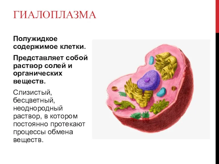 ГИАЛОПЛАЗМА Полужидкое содержимое клетки. Представляет собой раствор солей и органических веществ. Слизистый,