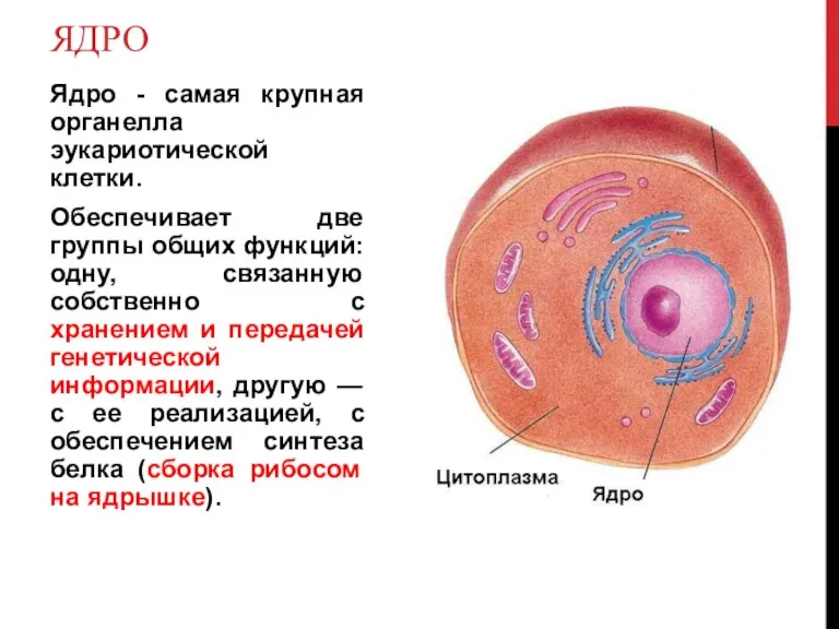 ЯДРО Ядро - самая крупная органелла эукариотической клетки. Обеспечивает две группы общих