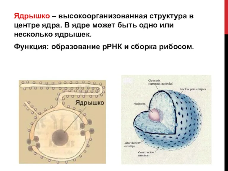 Ядрышко – высокоорганизованная структура в центре ядра. В ядре может быть одно