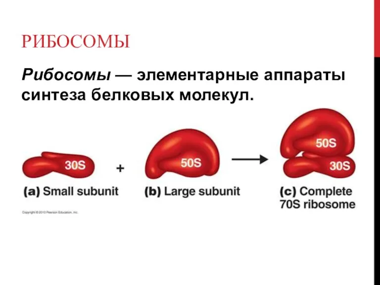 РИБОСОМЫ Рибосомы — элементарные аппараты синтеза белковых молекул.