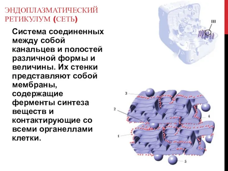 ЭНДОПЛАЗМАТИЧЕСКИЙ РЕТИКУЛУМ (СЕТЬ) Система соединенных между собой канальцев и полостей различной формы