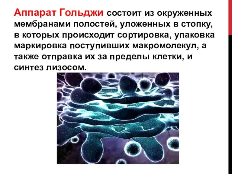 Аппарат Гольджи состоит из окруженных мембранами полостей, уложенных в стопку, в которых