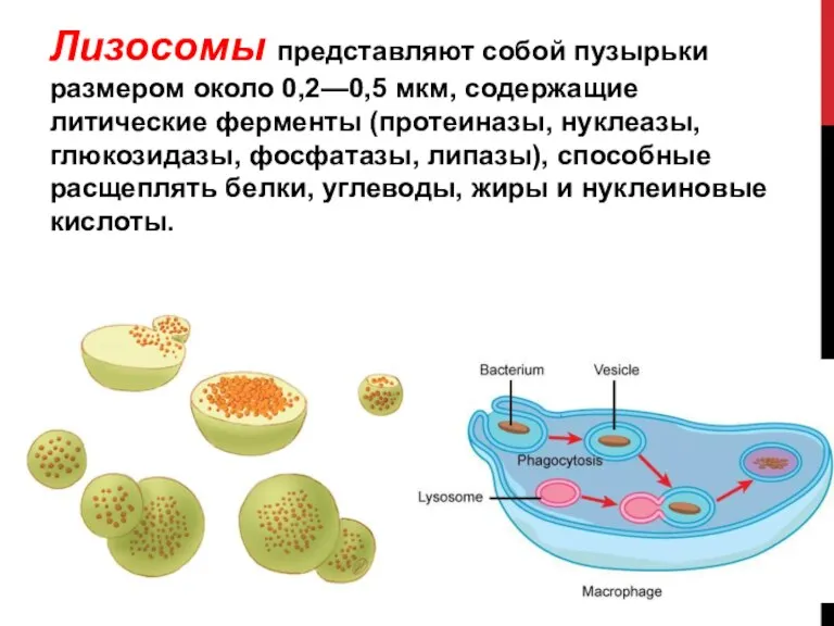 Лизосомы представляют собой пузырьки размером около 0,2—0,5 мкм, содержащие литические ферменты (протеиназы,